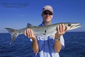 Florida Barracuda
