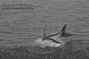 Titusville tarpon Fishing Charters